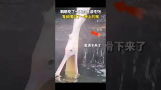 鵜鶘吃了一天的魚沒吃飽，胃和嘴對了一晚上的賬 #animal #nature #fun