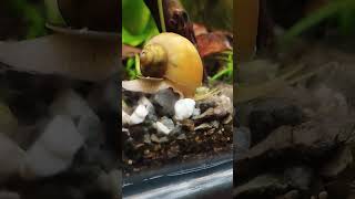 Ampulyari ilbiz (elma salyangoz)(apple snail)