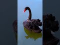 swan 🦢 playing with baby|| #nature. #short. #video.  #thesurajmourya.#nature_official_suraj.