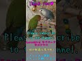 shorts youtubeショート【飼い主を信頼しきっているコザクラインコ♥】a lovebird that is sweet to humans.