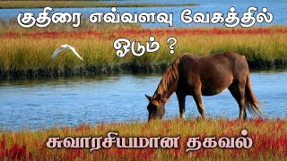 குதிரை பற்றிய சுவாரசியமான தகவல்கள் | Facts Tamil | Survey Mind #horsefactstamil #குதிரை #gktamil