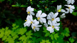 Gardenias - Super Fragrant Flowers