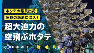 【増毛町】すごい迫力‼貴重映像‼ホタテの稚貝出荷の現場に潜入してきました！ in増毛町(ましけ)～北海道キャンピングカー冒険 64/179市町村