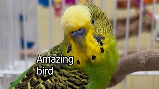 Amazing Bird! - Boba the Budgie - Talking Parakeet