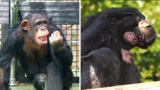 毎日楽しいアカルとミルキー（Akaru and Milky having fun every day）　のいち動物公園　チンパンジー　202211