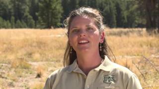 Meadow and Stream Restoration in the Tahoe Basin