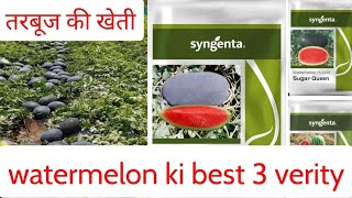 syngenta red chief and suger queen watermelon best verity # तरबुज की खेती # बुवाई का सही समय#