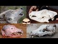 HOW TO CLEAN WOLF SKULL