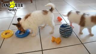 Adorable Papillon Puppies