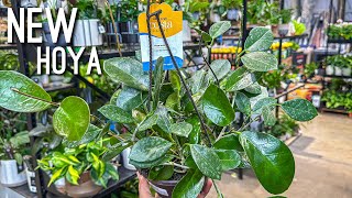 NEW Hoya at Lowes Big Box Store Plant Shopping! Costa Farms New Plant!