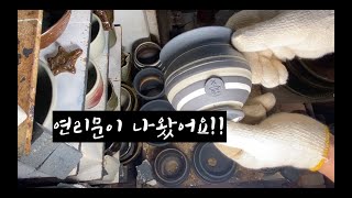 186/가마내임1(연리문 화분)