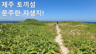 제주여행) 제주 토끼섬 한국 유일의 문주란 자생지!! 1080p 60fps