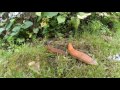 Red Slugs Racing (Arion rufus) | ORANGE SLUGS ATTACK!!! Time-lapse