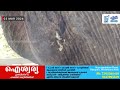 കാലിലെ വലിയ മുറിവിൽ ആഴ്ന്നിറങ്ങി ചങ്ങല വേദന കൊണ്ട് കാല് നിലത്ത് തൊടാനാവാതെ കൊമ്പൻ ആഘോഷിക്കാൻ...