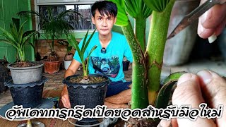 #coconutbonsai:อัพเดทการกรีดเปิดยอดสำหรับมือใหม่