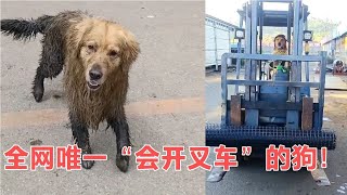 你敢相信吗？金毛犬居然会开叉车？它是全网唯一一只真会开车的狗【网红故事分享】