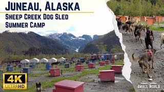 Juneau, Alaska | Dog Sled Summer Camp Shore Excursion - Visiting the Alaskan Huskies of the Iditarod