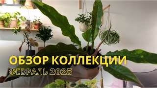 ОБЗОР КОЛЛЕКЦИИ🌿 ФЕВРАЛЬ 2025