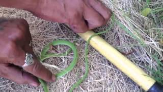 Catching an Oriental Whip Snake in Bangkok, THA