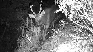 Sambar deer spotted in SW China's Gongshan County