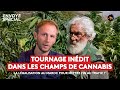 Tournage inédit dans les champs de cannabis au Maroc : la légalisation pour mettre fin au trafic ?