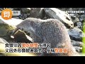 屏東食蟹獴雙流遊樂區現蹤　慵懶打哈欠模樣超呆萌