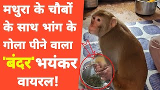 Mathura:भांग पीने वाले बंदर को देखने को लोगों की भीड़ ही भीड़! Monkey