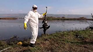 Thousands of cranes found dead at Hula Lake amid outbreak of bird flu #cranes #BirdFlu #Hulalake