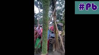 দেখুন পৃথিবীর সবচেয়ে বড় কলা বাংলাদেশে | world's largest bunch of banana