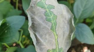 Rhizoctonia Aerial Blight of Soybean सोयाबीन एरियल ब्लाइट बुरशीजन्य रोग