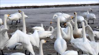 白鳥の田んぼ