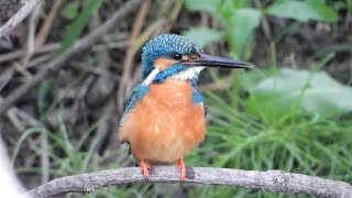 優しい色のカワセミ (4K) / Kingfisher in gentle colors (4K)