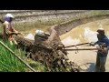 Traktor sawah menggaru lahan banyak lintah sawahnya.@Olaychannel