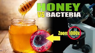 zoom honey vs bacteria under a microscope