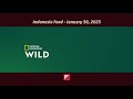 National Geographic Wild - Continuity - 1/30/2023