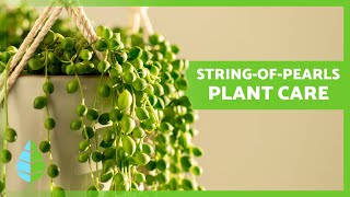 String-of-Pearls Care Guide 🌱 Essential Tips on Light, Watering & Placement☀️
