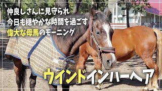 【ディープインパクトの母】うたた寝姿も可愛い♪ウインドインハーヘア