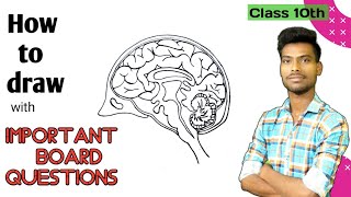 How to draw Human Brain step by step with important questions.p