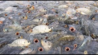 Dampak Pakan Pelet Pada Kesehatan Ikan Nila Yang Penting Secara Komersial Di Kolam || Clips On