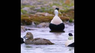 [COUNTRY BIRDS] Spectacular Birds of Greenland: Exploring the Arctic Wilderness