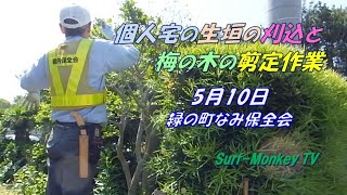 【緑の町なみ保全会】個人宅の生垣の刈込と梅の木の剪定作業 230510 ~サーフモンキーTV