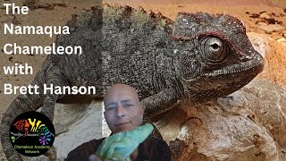 Meet the Namaqua Chameleon! With Brett Hanson