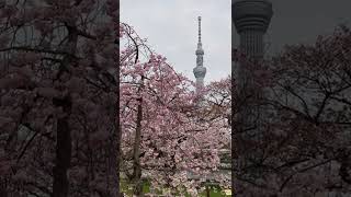 築山　隅田公園　台東区 浅草　✿　桜　さくら　Sakura　♪　八重紅枝垂　✿　遠藤桜　2022　東京スカイツリー　Tokyo Cherry Blossoms　☆　iphone SE