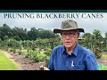How to Prune BLACKBERRY Canes PART I | Dr. Arlie Powell | INCREASING YIELD