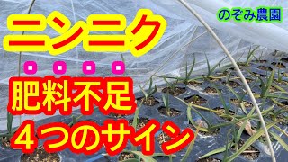 【ニンニク】足りてる？肥料不足の４つのサインを解説します。◯◯を見たら、分かります。