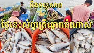 ថ្ងៃនេះសំបូរត្រីឆ្កោកធំណាស់ || Tonle Sap Lake Fish || Freshwater Fish Market KH [Ep.13] 27/11/22