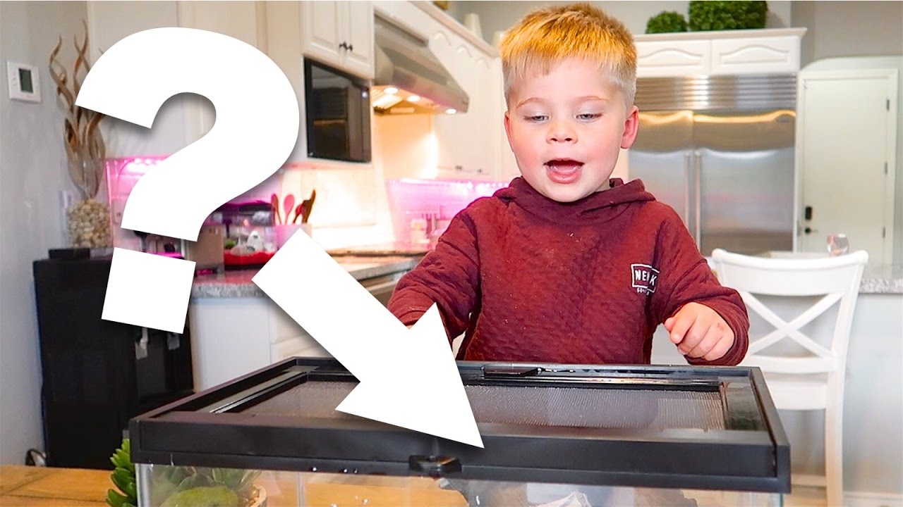 Our New Pets Youtube