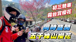 【旅遊】情人節載著飄嫂賞櫻花｜把家人全丟包｜霧台櫻花王｜60年來最美齊開｜R3雙載943公里鐵屁股之旅 EP.3