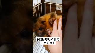 キンカジュー君　今日は珍しく甘えてきます #kinkajou #エキゾチックアニマル #キンカジュー #animal #pet #ペットのいる暮らし #甘えん坊