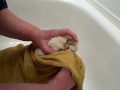 proper method for bathing a cat